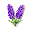 薰衣草