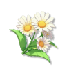 小雏菊