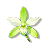 兰花