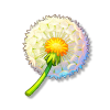 蒲公英