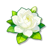茉莉花