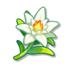 火绒草