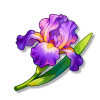 花香根鸢尾