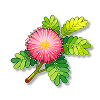 含羞草