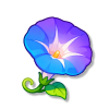 牵牛花