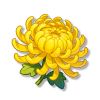 秋菊（黄色）