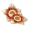 豹皮花