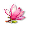 宝华玉兰