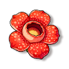 大王花