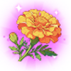 孔雀草