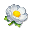 银莲花