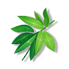 箬竹