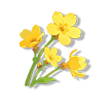迎春花