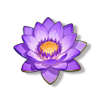 睡莲