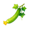 丝瓜