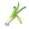 大葱