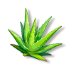芦荟