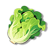 生菜