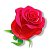 红玫瑰