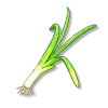 大葱